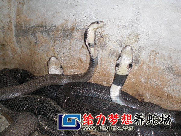 B(yng)߈(chng),B(yng)߻