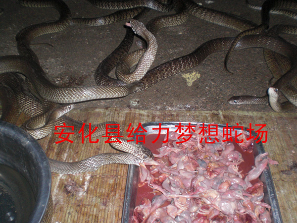 B(yng)߈(chng),B(yng)߻