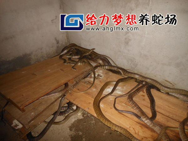 B(yng)߈(chng),B(yng)߻